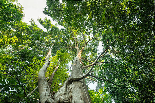 istock Trees from the bottom corner, forest and carbon reduction concept for sustainable environment 2211544302