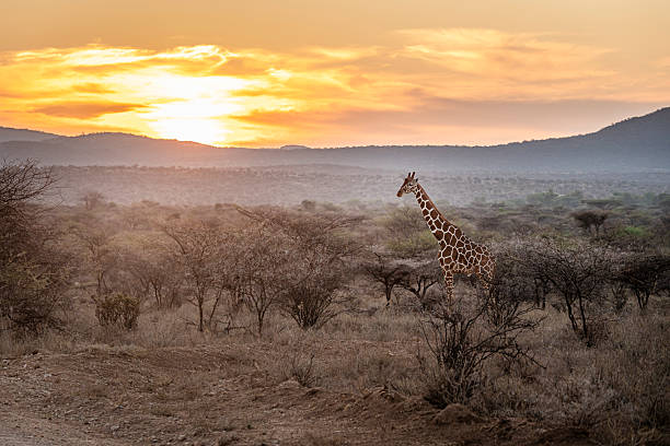 istock Giraffe at sunrise in Africa 2211545674