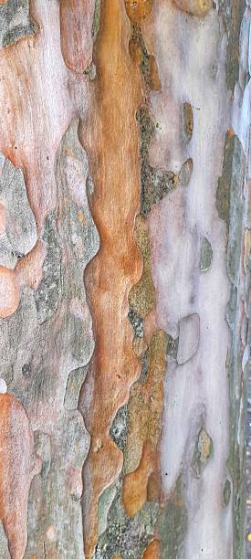 istock Close up photo of eucalyptus bark texture 2211545779