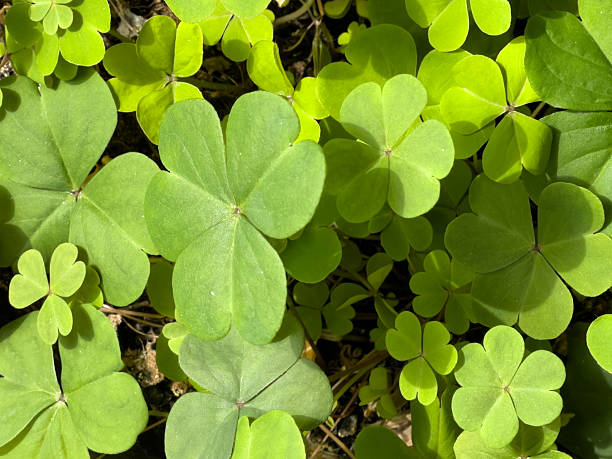 istock Clover Leaves Bathed in Natural Light 2211545789