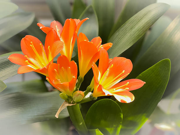 istock Radiant Clivia Blooms Amidst Broad Leaves 2211545839
