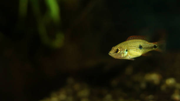 istock Close-up of a five-week-old Jewel Cichlid fish 2211546614
