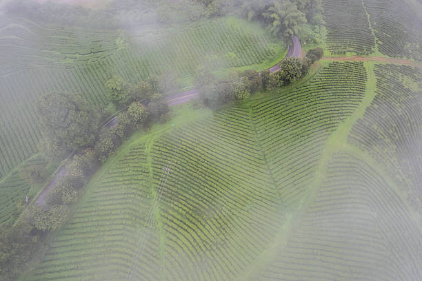 istock Aerial view of ecological tea garden 2211546878