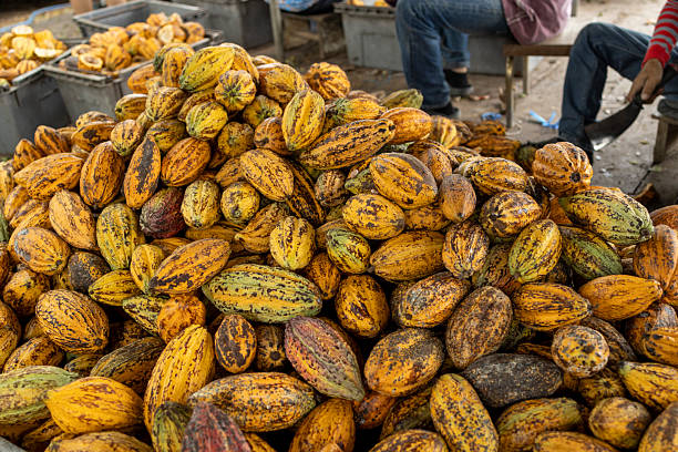 istock Cocoa beans and cocoa pod on a wooden surface. 2211546942