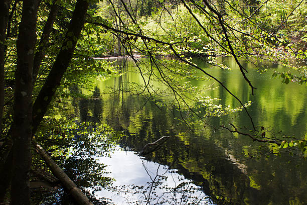 Serene Pfrillsee lake reflecting the surrounding lush greenery and trees in its calm waters
