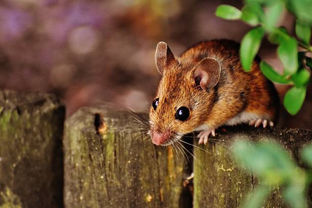 istock Cute mouse rodent small animal 2211548737