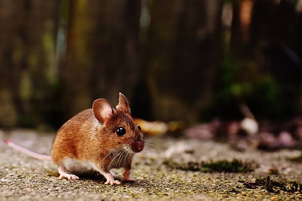 istock Cute mouse rodent small animal 2211548745