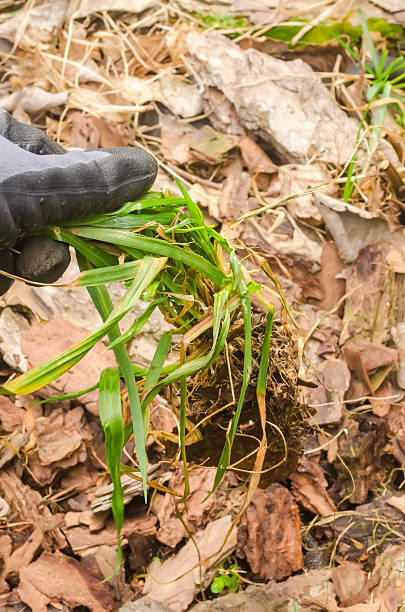 istock Hand pulling green grass weed with roots from garden soil covered in dry leaves 2211549246