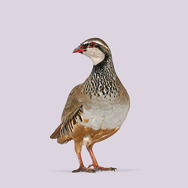 istock Red legged partridge standing in profile looking to the right on a plain purple background 2211551190