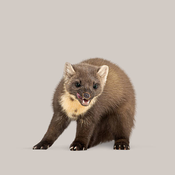 istock Cute pine marten licking its lips on a seamless gray background 2211551199