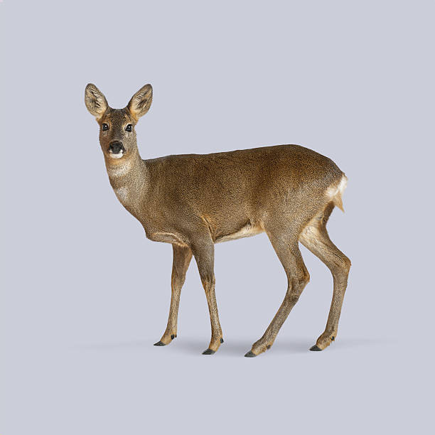 istock European roe deer standing still on a seamless light purple background 2211551213