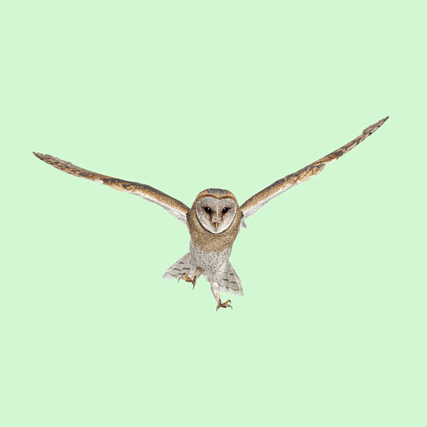 Close-Up Of Owl Shape Hook Mounted On Blue Wall