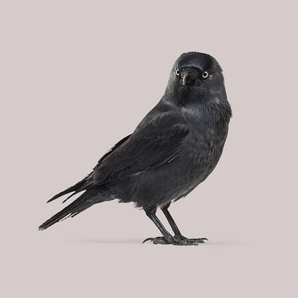 istock Western jackdaw, corvus monedula, standing against uniform grey background, looking ahead 2211551797