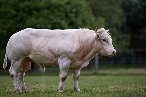 A muscular bull stands on a grassy field, its light-colored coat speckled with dark spots, especially around the neck and shoulders. The background is blurred, suggesting a natural, outdoor setting.