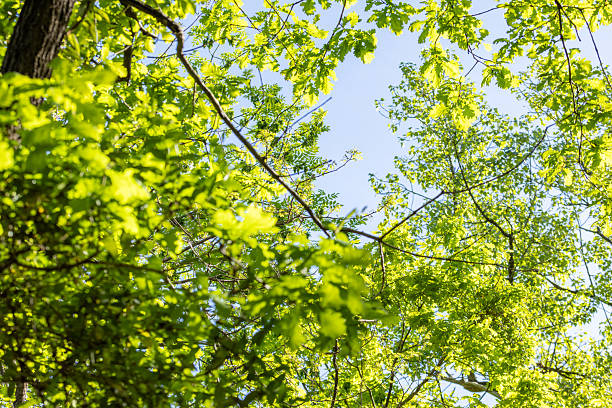 Vibrant green tree branches with fresh spring leaves. Sun-drenched foliage casting dappled shadows. Perfect for nature enthusiasts and spring season promotions.