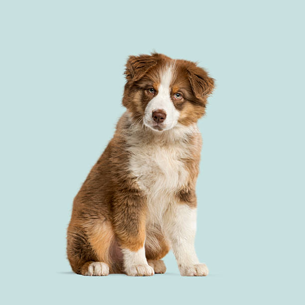istock Cute australian shepherd puppy sitting and looking at the camera against a light blue background 2211553455