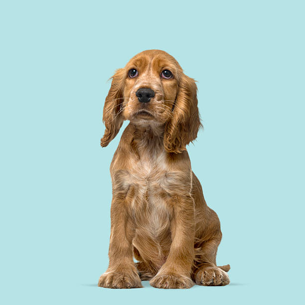 istock Cute cocker spaniel puppy sitting and looking up, isolated on a light blue background 2211553675