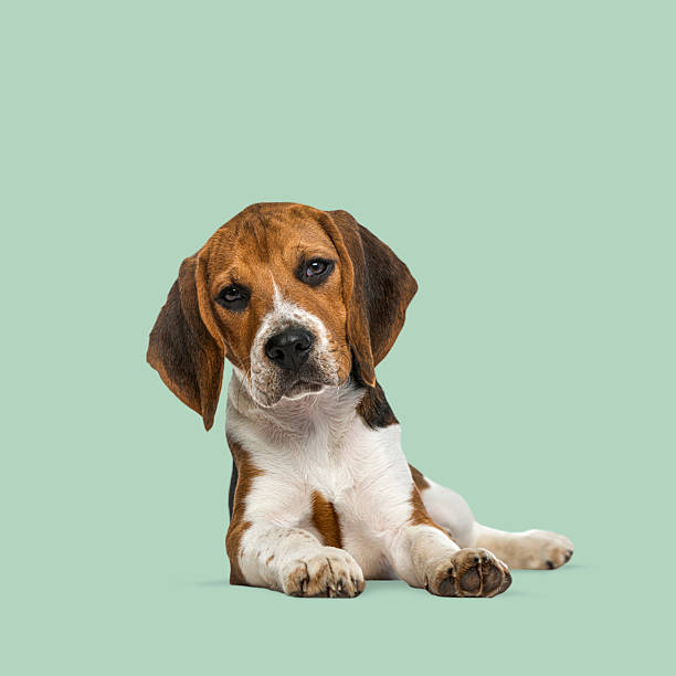 istock Adorable beagle puppy lying down on a vibrant green background, creating a cheerful and playful scene 2211553711