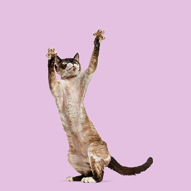 istock Adorable devon rex cat standing on hind legs, raising paws and looking up on a vibrant pink background 2211553869
