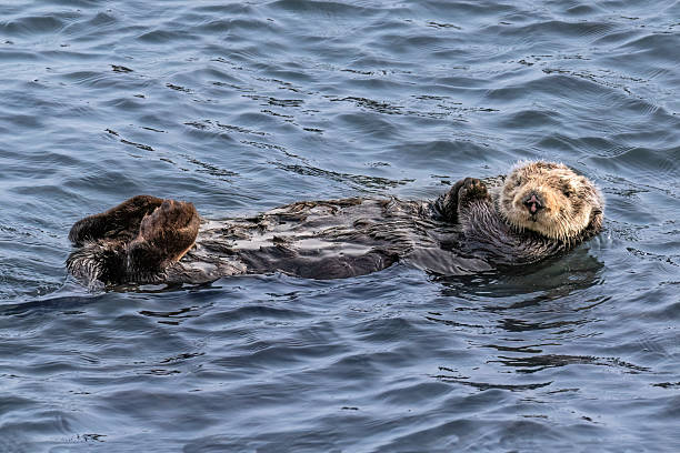 istock Sea otter floating on back in ocean. 2211554551