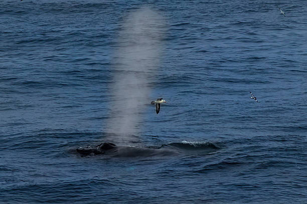 Humpback whale, blowing on ocean surface. Seabird flying nearby. stock photo
