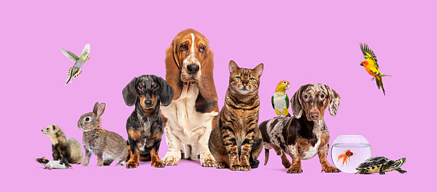 istock Large group of pets posing together on pink background 2211555171