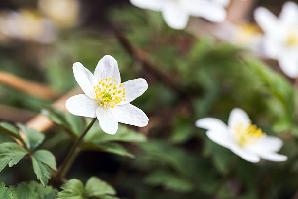 White wild flowers bloom on a sunny spring day, Anemone nemorosa close-up photo with selective soft focus