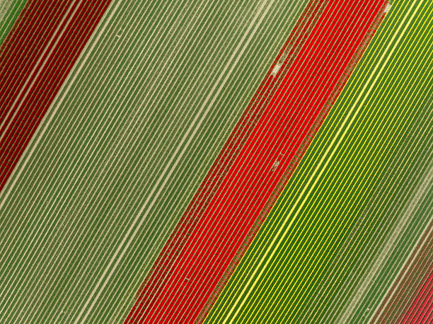aerial view of colorful fields with blooming tulips in the netherlands