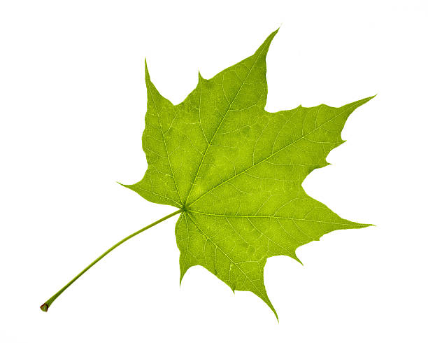 istock The adaxial surface of the Acer platanoides (Norway maple) leaf 2211557336