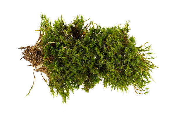 istock fresh green moss pile isolated on white 2211557616