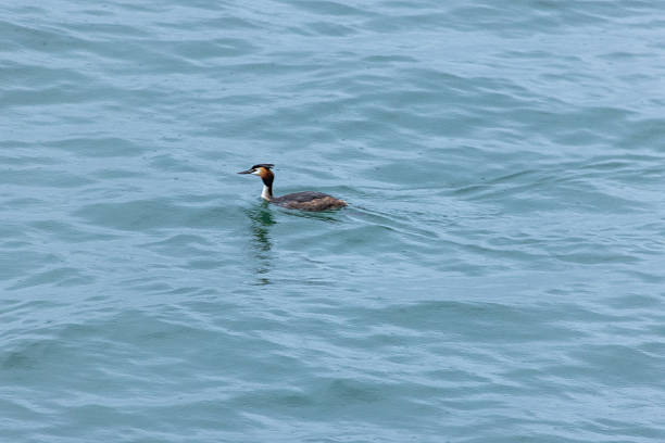 Great crested grebe gracefully floating on tranquil lake. Water bird gliding on serene surface. Peaceful nature scene with rippling blue water.
