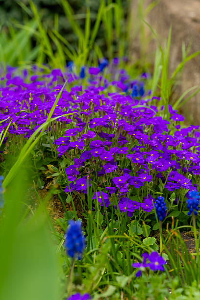 istock Vibrant spring blooms create a captivating tapestry in a tranquil garden setting 2211560044