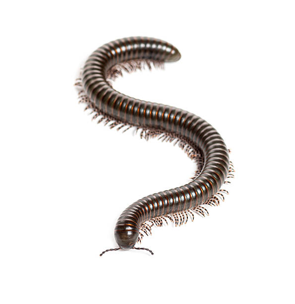 istock Ghana speckled leg millipede, Telodeinopus autii,  forming an s shape while crawling on a white background 2211560082
