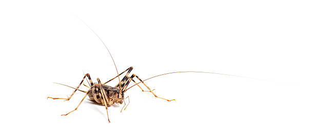 Cave crickets, Phaeophilacris bredoides, isolated on white