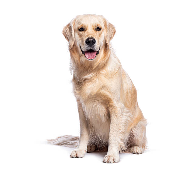 istock Golden retriever sitting and panting on white background 2211560361