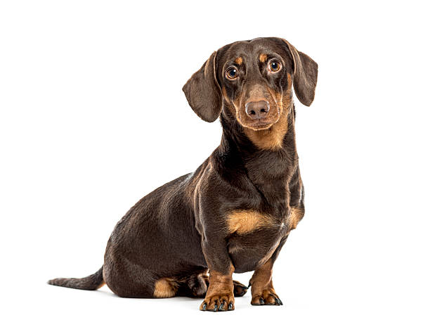 istock Dachshund dog sitting and looking forward on white background 2211560643