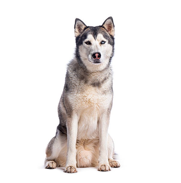 istock Siberian husky dog sitting on white background 2211560789