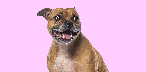 istock Staffordshire bull terrier smiling and panting on pink background 2211560903