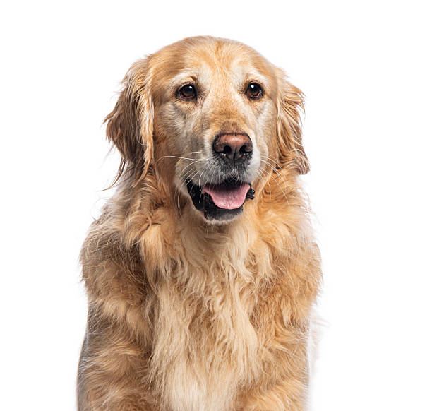 istock Golden retriever panting on white background 2211560920