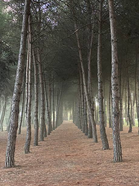 istock Needle-strewn forest path meandering through misty pines, evoking wilderness tranquility and soft woodland silence 2211562866
