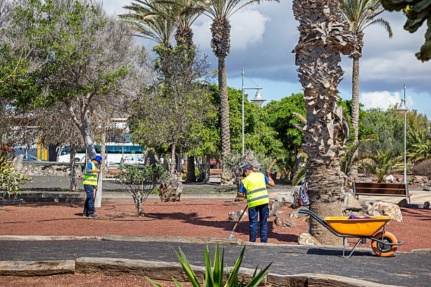 Arrecife, Lanzarote, Canary Islands, Spain - March 3rd 2025:  This image captures two workers engaged in maintaining a public park, both wearing high-visibility vests and dark pants. One individual is using a rake to gather debris, while the other stands near a tree, possibly inspecting or trimming it. A wheelbarrow nearby holds collected materials, emphasizing the hands-on nature of their work. The park features a landscaped environment with various trees, including palm trees, and a pathway bordered by wooden logs. Sunlight filters through the scene, highlighting the importance of park upkeep for community enjoyment and environmental care.