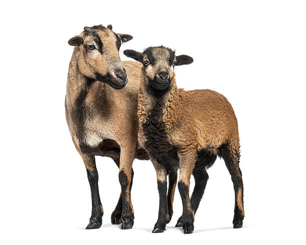 istock Cameroon sheep ewe and lamb standing together on white background 2211563185