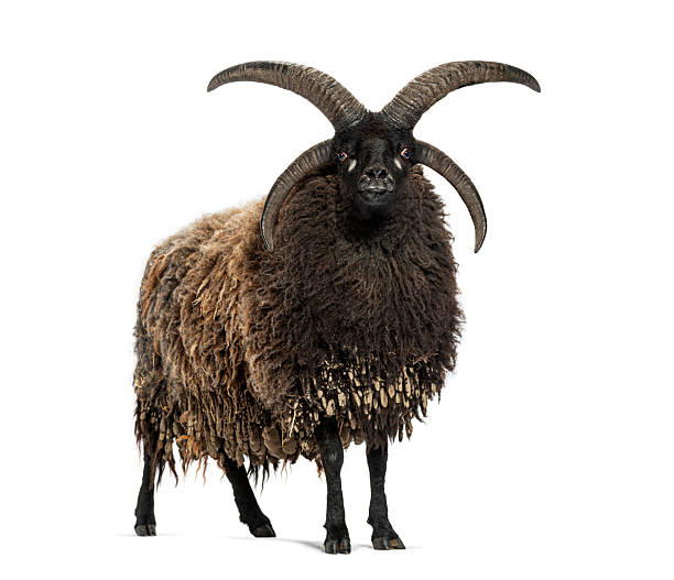 istock Majestic jacob sheep standing proudly, showcasing impressive four horns 2211563235