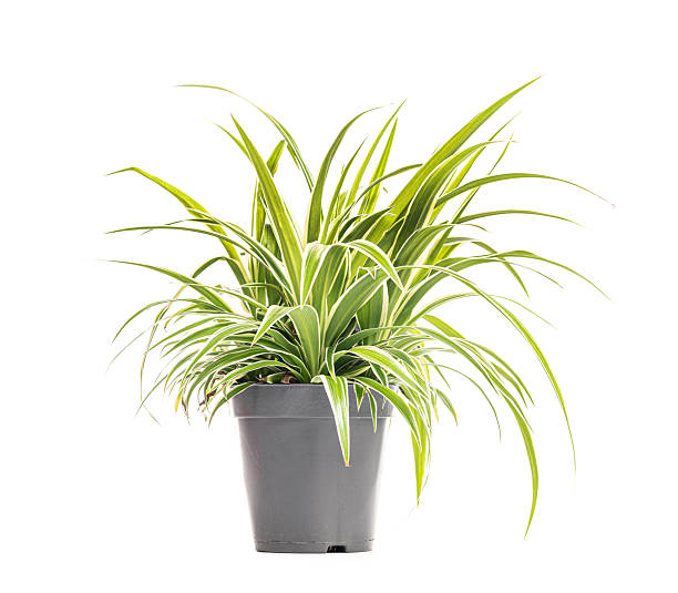 istock Chlorophytum comosum, spider plant growing in grey pot on white background 2211563418