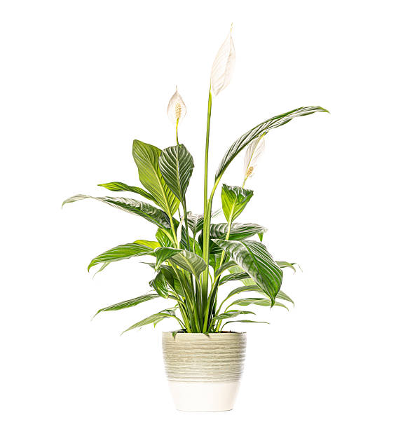 istock Peace lily plant growing in pot on white background 2211563437