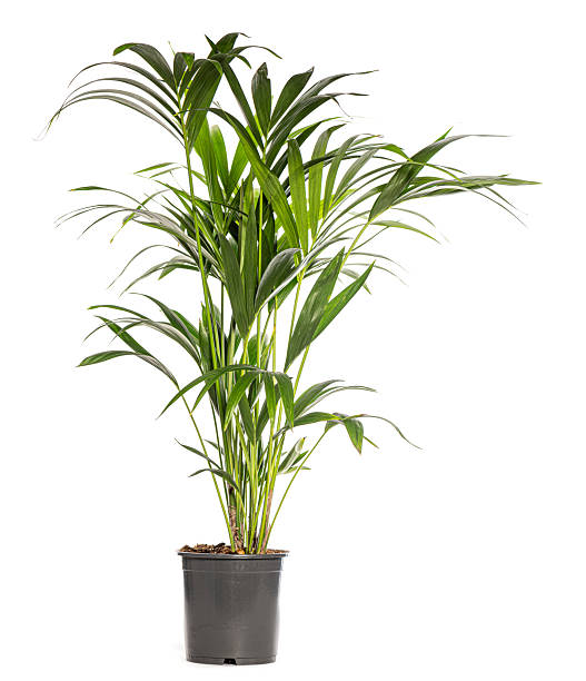 istock Parlor palm growing in pot isolated on white background 2211563438