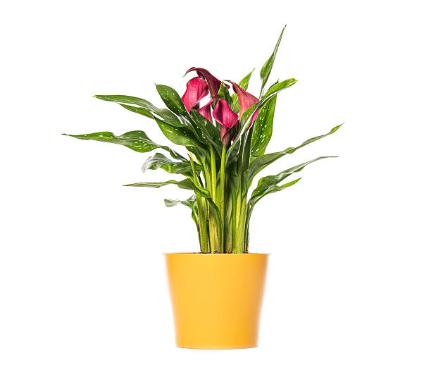 istock Zantedeschia calla lily growing in yellow pot on white background 2211563453