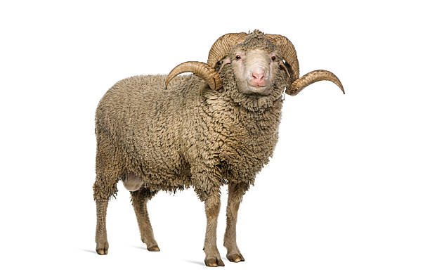 istock Arles Merino sheep, ram, 3 years old, standing isolated on white, Remastered 2211563616