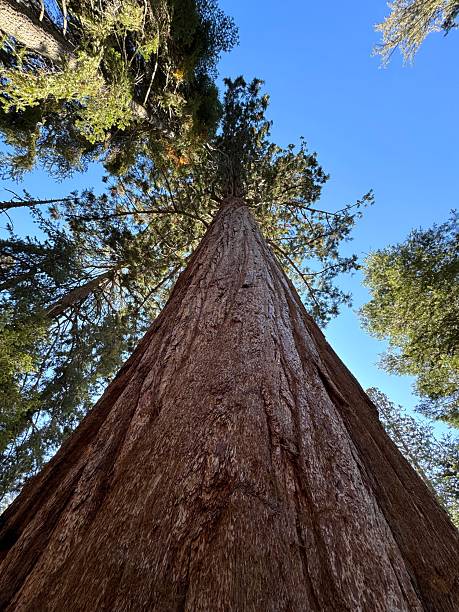 istock Huge sequoia tree stands alone against the background of a blue tree, bottom view, vertical photo 2211563850