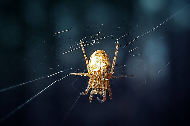 istock Araneus diadematus Cross Spider 2211563872